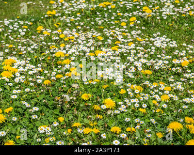 Löwenzahn und Gänseblümchen im Frühling Stockfoto