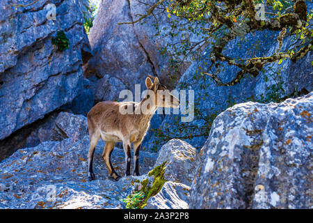 Spanische Steinbock, Capra pyrenaica in Torcal de Antequera National Park, Spanien Stockfoto