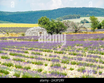 Borie Trockenmauern Hütten in Lavendelfelder der Provence Stockfoto