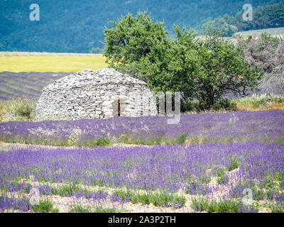 Borie Trockenmauern Hütten in Lavendelfelder der Provence Stockfoto