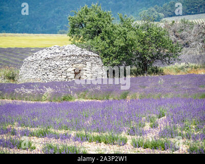 Borie Trockenmauern Hütten in Lavendelfelder der Provence Stockfoto