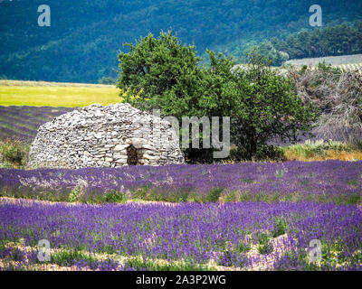 Borie Trockenmauern Hütten in Lavendelfelder der Provence Stockfoto