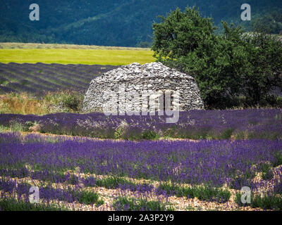 Borie Trockenmauern Hütten in Lavendelfelder der Provence Stockfoto