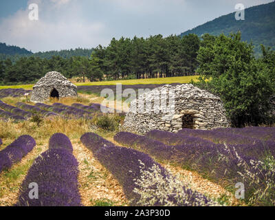 Borie Trockenmauern Hütten in Lavendelfelder der Provence Stockfoto