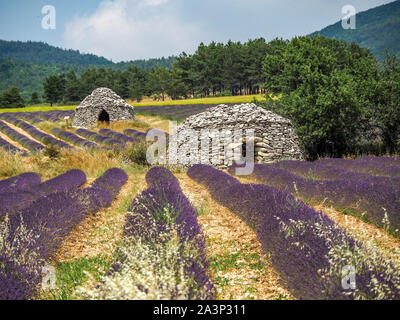 Borie Trockenmauern Hütten in Lavendelfelder der Provence Stockfoto