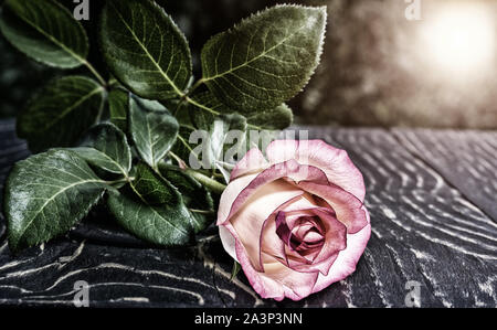 Rose auf dem Schreibtisch im Freien im Sommer Stockfoto