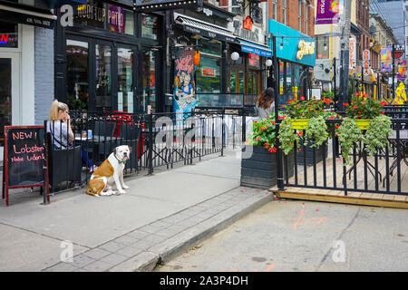 Restaurants oolong King Street West in Toronto City, Downtown in Ontario, Kanada, Nordamerika Stockfoto