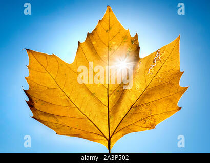 Goldener Herbst Stockfoto