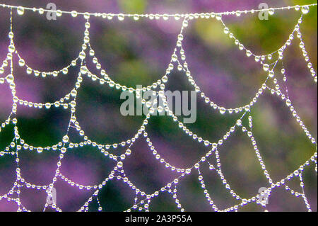 Tautropfen auf einem Spinnen-Netz Stockfoto