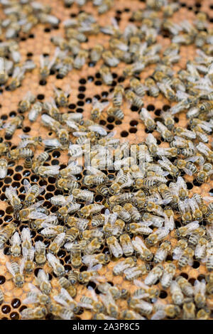 Viele kleine Bienen im Bienenstock Stockfoto