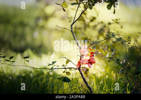 Rote Blätter wachsen auf einen jungen Baum. Stockfoto