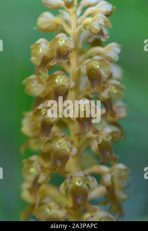 Nahaufnahme der einzelnen Bird's Nest Orchid (Neottia nidus-avis) Blumen Stockfoto