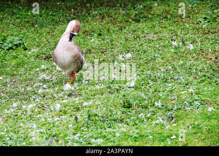 Ein grooming Graugänse, Anser anser, ist eine Art der Gattung Feld - Gänse, Anser, in der Ente - Vogel Familie, Entenvögel Stockfoto