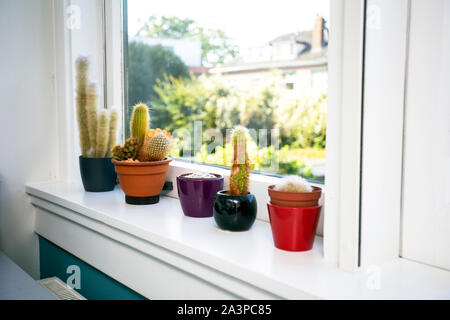 Verschiedene Arten von Kakteen auf dem weißen Fensterbänke, modernen Interieur Home, verschiedene Farben Stockfoto