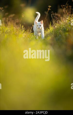 Sehr niedliche kleine weisse Katze auf einer schönen Wiese, draußen spielen - Süße inländischen pet Spielen im Freien Stockfoto