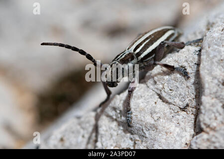 Dorcadion fuliginator - Eine flugunfähige Longhorn Beetle der Familie Cerambycidae Stockfoto