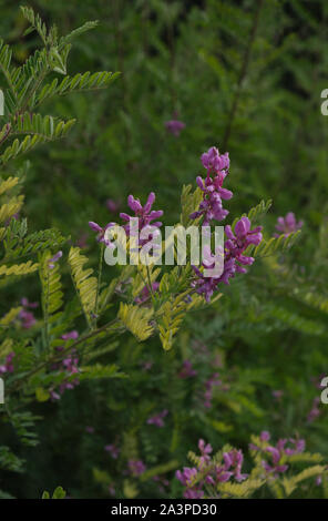 Abrus precatorius Stockfoto