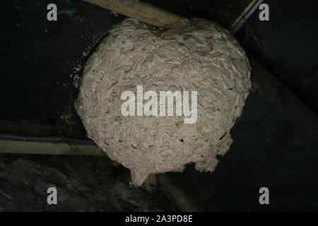 Wespen Nest in der Spitze der alten Scheune Dach Stockfoto