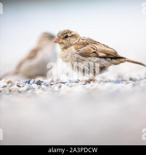 Haussperling (Passer Domesticus) Stockfoto