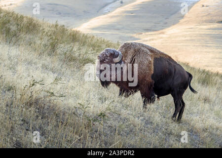 Ein großer bison Schürfwunden auf Gras an der Nationalen Elche und Bisons in Montana. Stockfoto