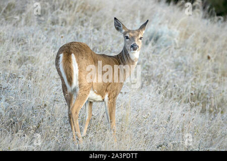 Ein weißer Schwanz Hirsch blickt zurück auf die Kamera an der Nationalen Elche und Bisons in Montana. Stockfoto