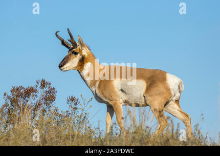 Eine große pronghorn Hirsch weidet auf der Prairie landen auf nationaler Elche und Bisons in Montana. Stockfoto