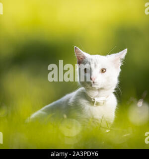 Sehr niedliche kleine weisse Katze auf einer schönen Wiese, draußen spielen - Süße inländischen pet Spielen im Freien Stockfoto