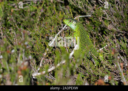 Erwachsene männliche Western Green Lizard (Lacerta bilineata) Stockfoto