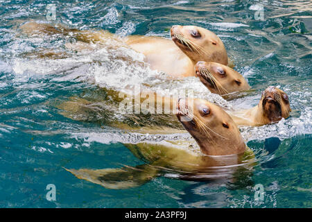 Kalifornische Seelöwen zalophus californianus, Salish Sea, British Columbia, Kanada, Pazifik Stockfoto