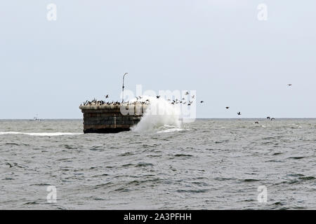 Kormorane auf die Reste des Kreuzes Ledge Licht in Delaware Bay, auf der atlantischen Flyway Migration, USA ruhen Stockfoto