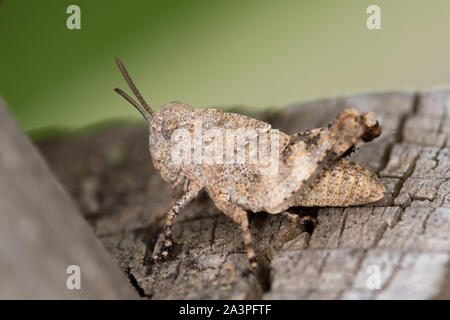 Gemeinsamen Groundhopper (Tetrix Undulata) Stockfoto