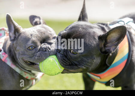 Zwei französische Bulldoggen Welpen (schwarz und blau) spielen mit einem Ball Stockfoto