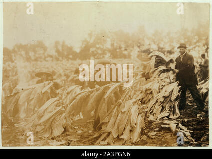 Spiking Tabak auf Lowe Farm. Roland 13 und Buchse 14 Jahre alt wird zu Recht Schule in ein oder zwei Wochen, wenn der Tabak in ist. Es ist ein schultag und Schule begann vor 2 Monaten. Jungen sagen, daß sie in der Schule Einige dieses Jahr gewesen sein. Stockfoto