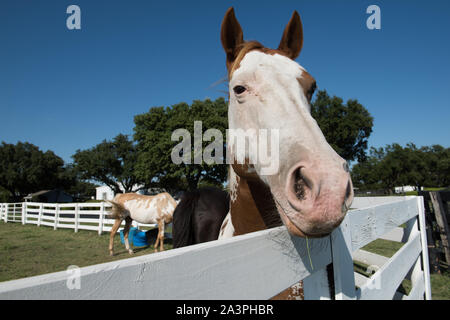 Spotted Horse at Southfork Ranch in Parker, Texas, nördlich von Dallas, wo zwei Durchläufe der beliebten TV-Show Dallas gefilmt wurden Stockfoto