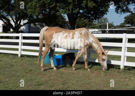 Spotted Horse at Southfork Ranch in Parker, Texas, nördlich von Dallas, wo zwei Durchläufe der beliebten TV-Show Dallas gefilmt wurden Stockfoto
