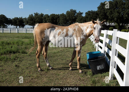 Spotted Horse at Southfork Ranch in Parker, Texas, nördlich von Dallas, wo zwei Durchläufe der beliebten TV-Show Dallas gefilmt wurden Stockfoto