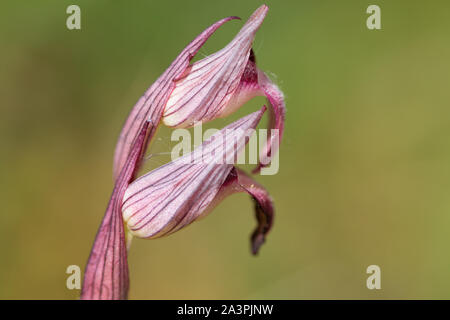 Kleinblütige Zunge - Orchidee (Serapias parviflora) Blüte Stockfoto