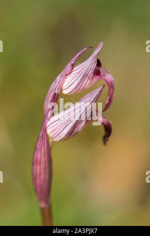 Kleinblütige Zunge - Orchidee (Serapias parviflora) Blüte Stockfoto