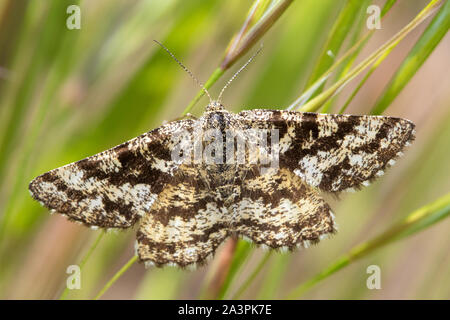 Gemeinsame Heide (Ematurga atomaria) - ein Tag - fliegen Motten Stockfoto