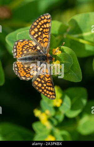 Marsh Fritillary (Euphydryas aurinia) Fütterung auf Wolfsmilch (Euphorbia sp.) Blumen Stockfoto