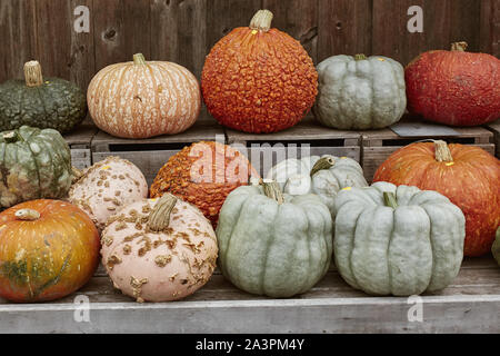 Vielfalt von bunten Kürbisse und Squash auf einem Holztisch zu einem Bauernmarkt im Herbst Ernte in Woodstock, Vermont. Stockfoto