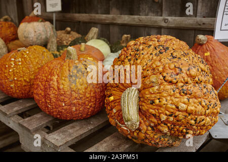 Vielfalt von bunten Kürbisse und Squash auf einem Holztisch zu einem Bauernmarkt im Herbst Ernte in Woodstock, Vermont. Stockfoto