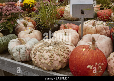 Vielfalt von bunten Kürbisse und Squash auf einem Holztisch zu einem Bauernmarkt im Herbst Ernte in Woodstock, Vermont. Stockfoto