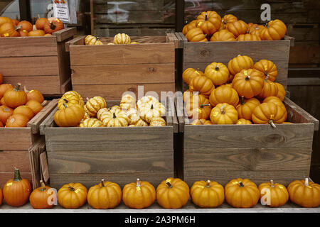 Vielzahl von kleinen orangefarbenen Kürbisse auf einem hölzernen Tisch in einem Bauernmarkt im Herbst Ernte in Woodstock, Vermont. (Cucurbita pepo) Stockfoto