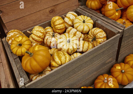 Vielzahl von kleinen orangefarbenen Kürbisse auf einem hölzernen Tisch in einem Bauernmarkt im Herbst Ernte in Woodstock, Vermont. (Cucurbita pepo) Stockfoto