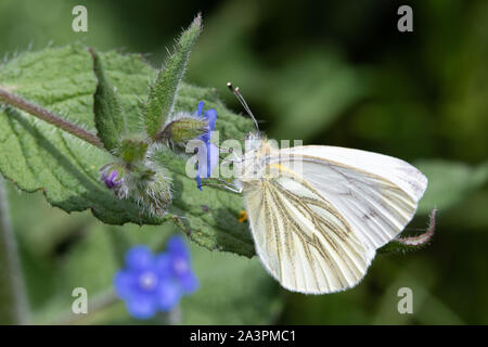Rapsweißling (Pieris napi) Fütterung auf Grün (Alkanet Pentaglottis sempervirens) Blumen Stockfoto