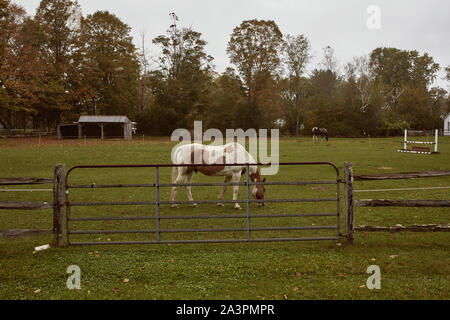 Dorset, Vermont - Oktober 1st, 2019: Pferde auf der grünen Weide an einem kalten, Herbst Tag im Neu-England Stadt Dorset Stockfoto