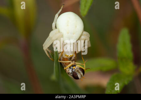 Misumena vatia (Blüte Crab Spider) Fütterung auf einem erfassten Syrphus hoverfly (Syrphidae) Stockfoto