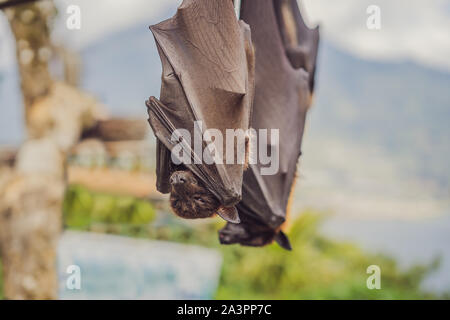 Schwarz flying-fox Pteropus alecto hängen in einem Baum Stockfoto