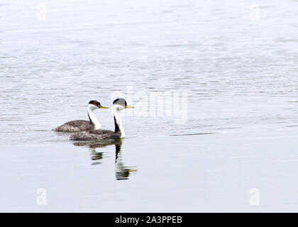 Männliche und weibliche Western Haubentaucher schwimmen nebeneinander in einer ruhigen Teich. Männliche Vögel haben dunklere Färbung und sind etwas größer. Stockfoto